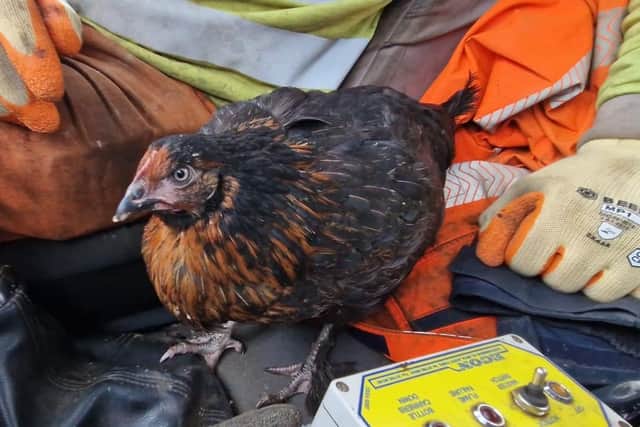 The stowaway chicken in the cab of the truck/National World