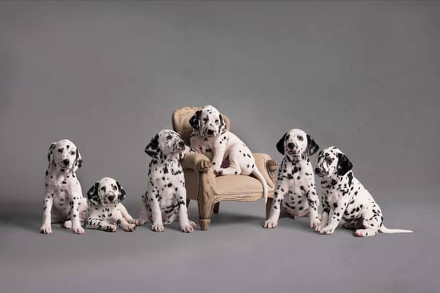 Caroline Allison's 2022 winning picture as part of the International Pet Photographer of the Year Awards from The Pet Photographers Club.