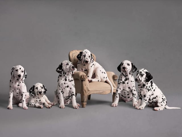 Caroline Allison's 2022 winning picture as part of the International Pet Photographer of the Year Awards from The Pet Photographers Club.