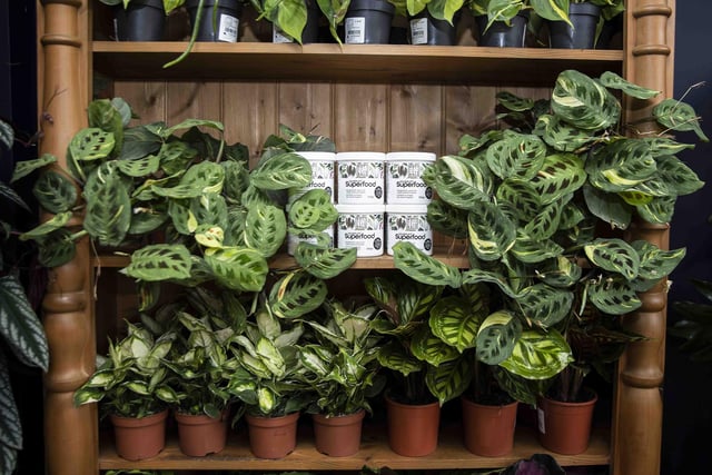 Not Another Jungle is a new plant shop opened by Tony Le Britton in George Row