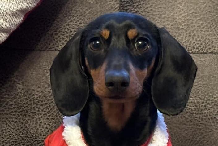 Shelby the mini Dachshund.