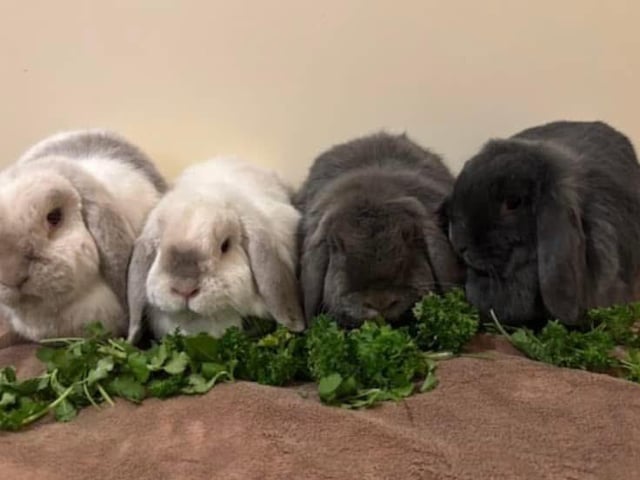A quartet of bunnies joined us last month and are now looking for a loving forever home with plenty of space to hop, kick, and binky! All are neutered, vaccinated, and microchipped. They will leave with four weeks of free insurance, a guide to caring for rescued rabbits, and rescue support for life. Please note, we work to rabbit welfare standards: #ahutchisnotenough. If you can offer them a wonderful home, please email pictures of your rabbit accommodation.