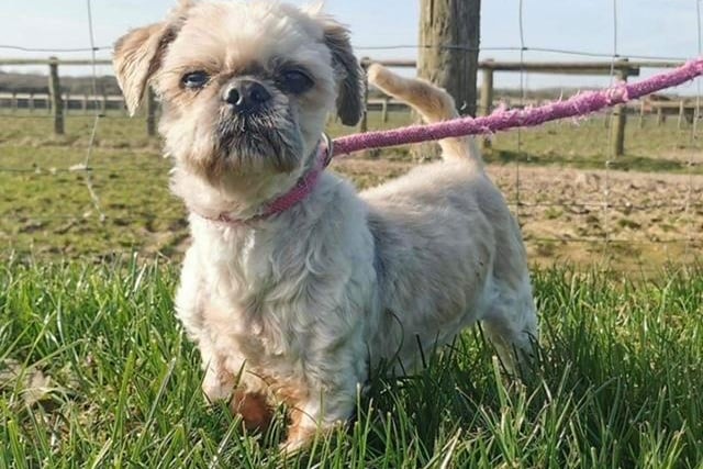 Annie said: "Bailey is a 10 year old shih tzu and is a joy! He walks perfect on the lead almost struts when he walks. He is a quiet boy and is dog and cat friendly. He's not a problem when groomed. He is also neutered, micro chipped and had a dental."