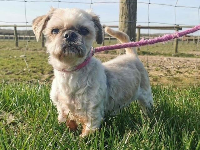 Annie said: "Bailey is a 10 year old shih tzu and is a joy! He walks perfect on the lead almost struts when he walks. He is a quiet boy and is dog and cat friendly. He's not a problem when groomed. He is also neutered, micro chipped and had a dental."