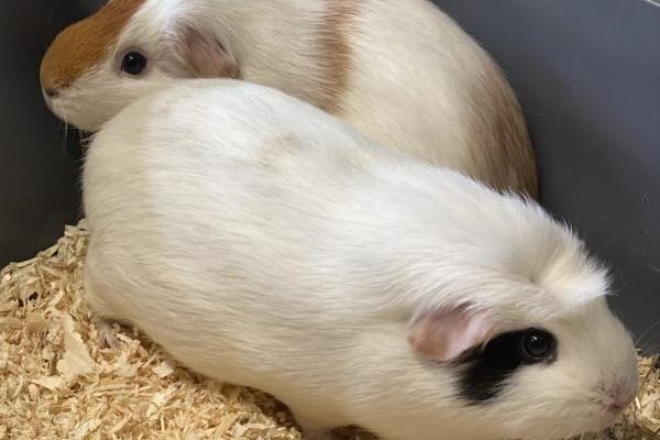 Itsy & Bitsy are pretty 4 year old ladies looking for an experienced home. They have not been well-handled but with patience they will soon come round. A nice indoor cage with access to a secure outside space they can enjoy during the warmer days would be perfect, and they could even join a gentle castrated male or friendly female companions.