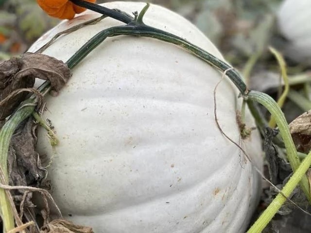 The Kislingbury pick your own pumpkin patch will open this weekend (Saturday October 7 and Sunday October 8).