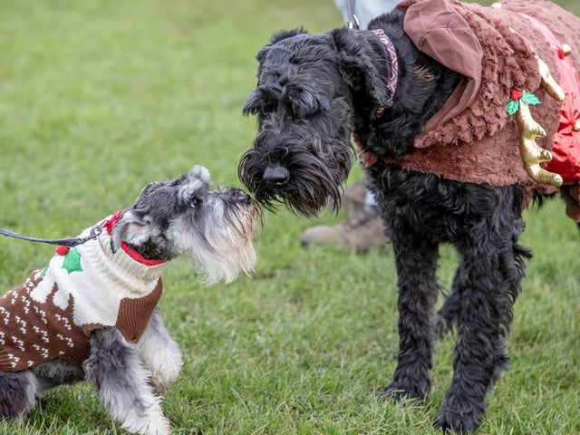 The popular event saw more than 100 dogs walked around Bradlaugh Fields in Northampton on Sunday (December 22).