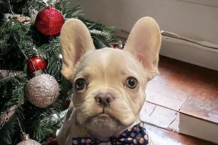 13-week-ol French Bulldog Storm.