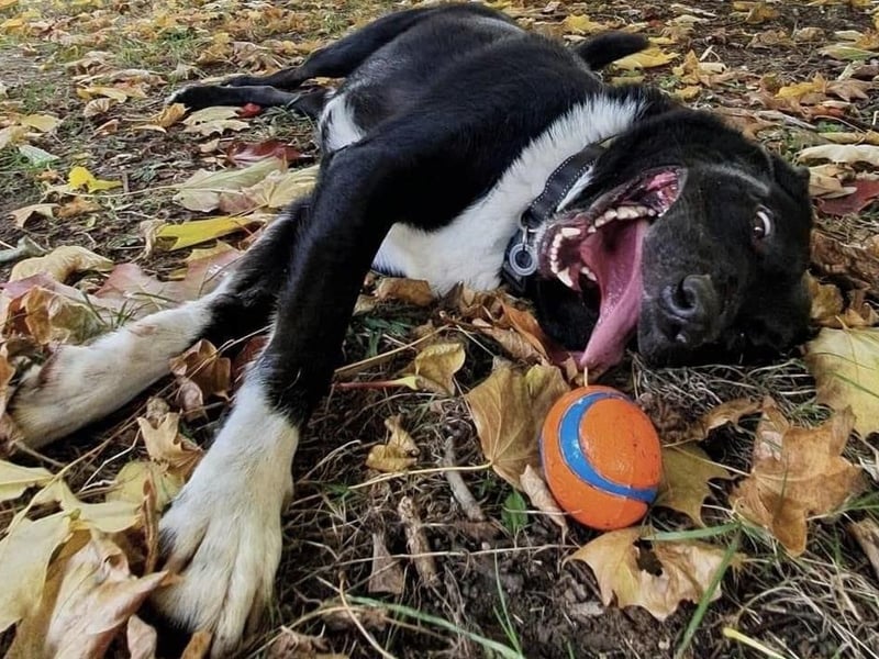 Cooper pictured.