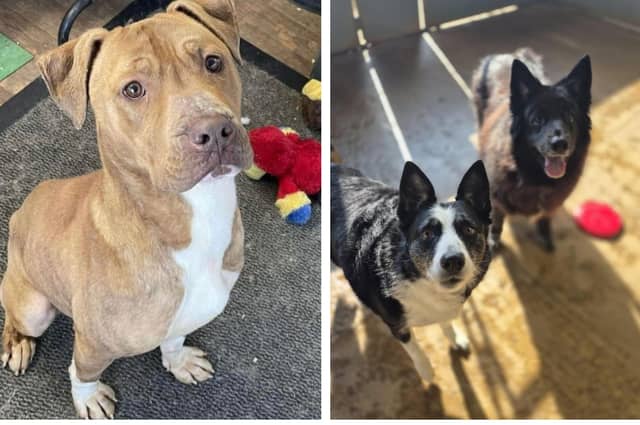 Take a look at six rescue dogs in Northamptonshire in need of a forever home this week