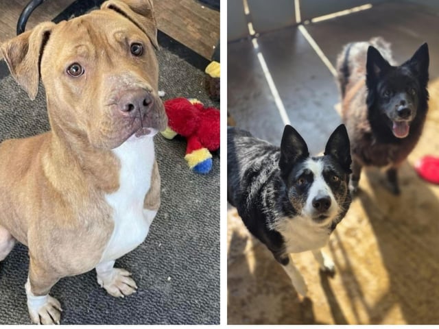 Take a look at six rescue dogs in Northamptonshire in need of a forever home this week