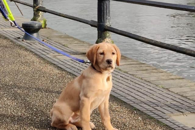 Guide dog puppy Sophie on a day out.