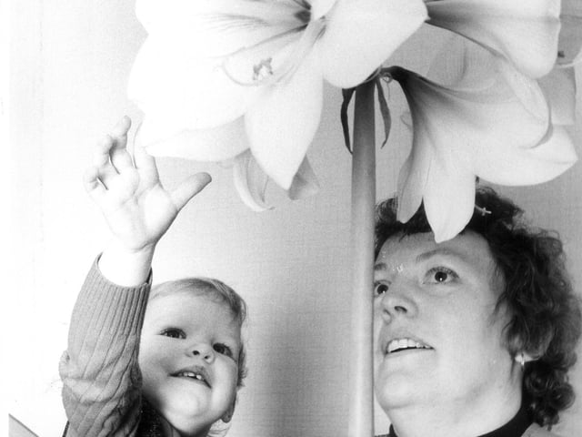 Jennifer Kennedy, daughter Laura, and a amaryllis plant 1983
