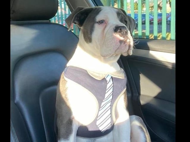Loki said: "I hope she ain’t taking me to the vets! I'm in my best attire.”
