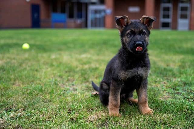 PD Hugo has joined Northamptonshire Police.
