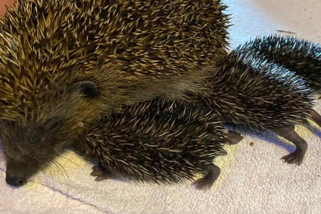 Mum Emily and her hoglets