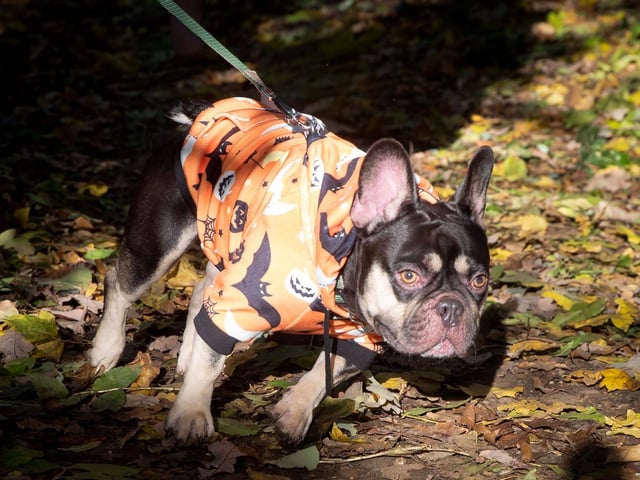 French Bulldog Meet & Walk Northamptonshire Halloween special