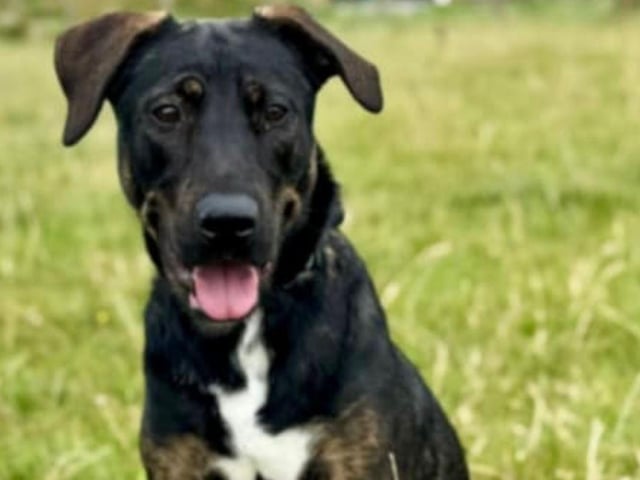 Coco is a stunning, happy 2-year-old crossbreed girl. She gets along with other dogs and older, sensible children, but not cats. An active home is essential for this lovely girl.