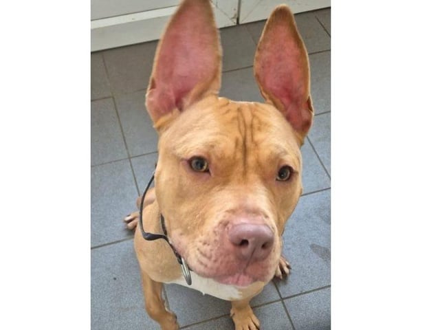 Roo is a gorgeous pup who needs a family committed to training him almost from scratch. He still mouths, so he could not live with children under the age of 12. He is very strong on the lead. Eager to learn, Roo will soon become a fantastic companion for an active family, provided he is given proper guidance.