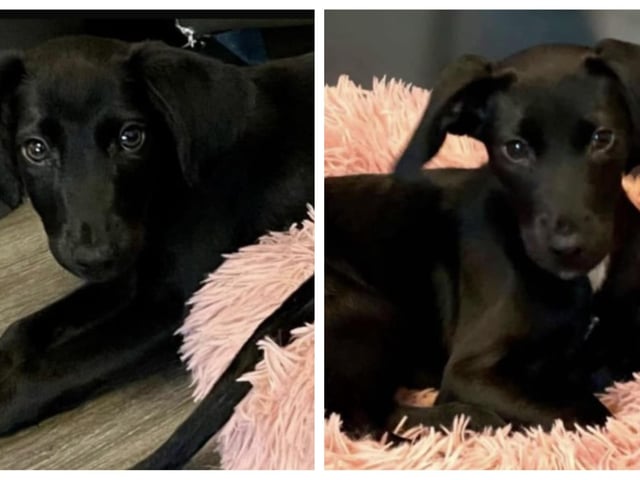 These lovely pups are five-month-old Lurchers. They are brother and sister and will need training from scratch. They will each require an active family with a resident dog to help teach them.