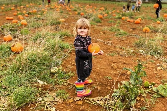 The Sunshine Farm pumpkin patch in Brixworth is open on October 8, 9, 15, 16, 22 and 23 from 10am to 4pm. Children can pick their own pumpkin from the patch, pay a visit to the animals at the petting farm and play in their outdoor games area before leaving with their very own goody bag. Entry is free.