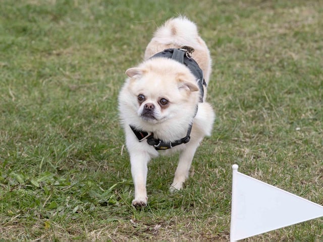 The flyball team hosted a fun dog show at Sixfields Stadium on Sunday September 29 to celebrate its milestone anniversary.