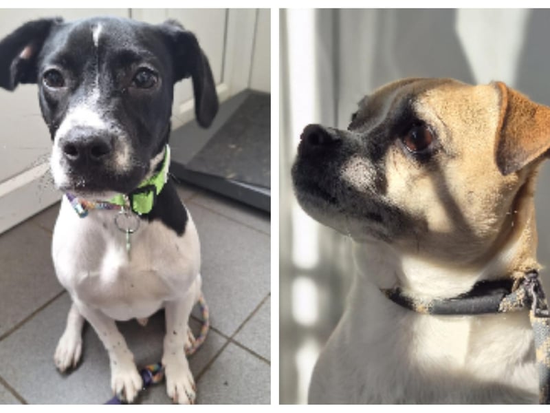 Basil is a 6-month-old crossbreed, possibly with Pointer in his mix. He’s super sweet and knows basic commands like sit and wait, and will happily pose for treats. His recall is good. At the moment, he shows little interest in toys but enjoys playing chase. He’s not yet great at walking on a lead, so this will need some training. An active family with plenty of time and commitment to his training is essential. He would likely benefit from living with a resident dog who can help teach him. Alfie is a 5-year-old Pug/JRT mix. He is reactive to other dogs and will chase cats, so a pet-free home is essential. Alfie can be wary of people until he gets to know them and has had little to no experience with children, making an adult-only home with no visiting children the ideal environment for him. He knows some basic commands but has no recall. He is housetrained and will go to the back door when he needs to go outside