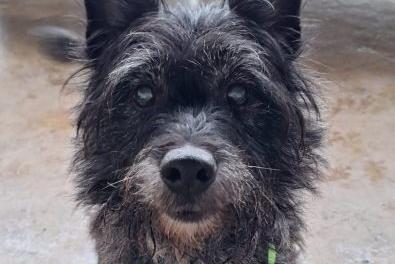 Mack is a cheeky little chap, possibly a Cairn Terrier cross. He’s friendly with people and would make a great addition to a family. However, he cannot live with other pets and is reactive to other dogs when out walking, so this will need some work. Mack loves toys, but they need to be sturdy, as he tends to destroy them if they’re not. Despite his active nature, given his age, he also loves snuggling up for a cuddle and will happily settle down for some quality time with his humans. If you’re looking for a fun, affectionate companion who enjoys both playtime and quiet moments, Mack could be the perfect fit!