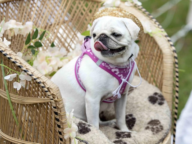 The Teddy’s Dog Care team took inspiration from Coachella festival and planned the pug equivalent, which they hope to offer annually and open up to all dog breeds.