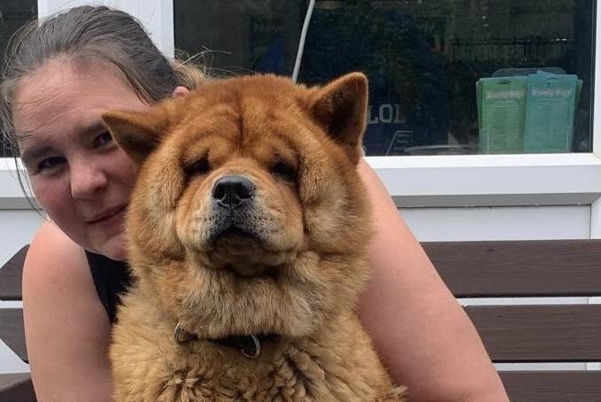 Kiki is a beautiful three-year-old Chow rescued from a breeder. Kiki is shy when she first meets strangers so a patient home is a must. She is a loving loyal girl, has lived with other dogs. She would be ok with cats and sensible older children