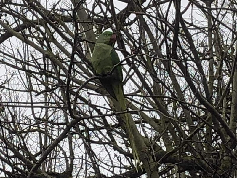 The Alexandrine parakeet pictured in Jubilee Wood, in Crick.