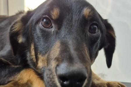 Handsome Skittles and his pretty sister Soda are eight-month-old siblings from a multi-dog household. They would benefit from staying together or living with a resident dog for companionship. Both are still learning to trust people and are just beginning basic training and lead walking. They’ll need a patient family with the time to support their development and should be fine to live with sensible older children.