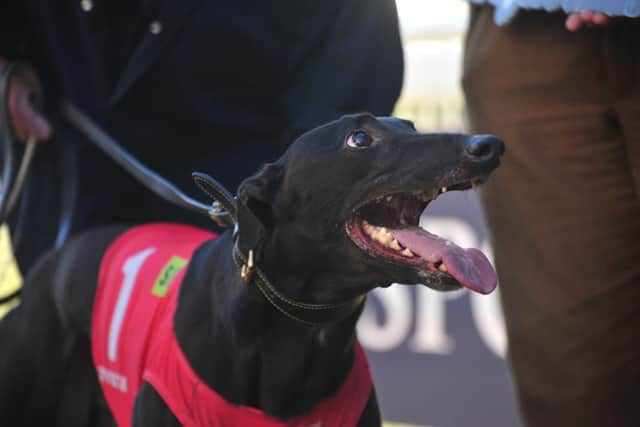 Savana Beau following his Round Two win on Saturday.