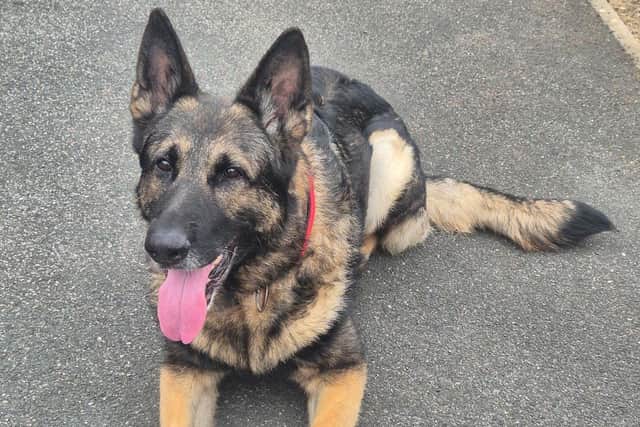 Scott Lovekin retired from the Metropolitan Police as a general response officer back in 2018 after 21 years of service, and he adopted retired police dog Pacer in January.