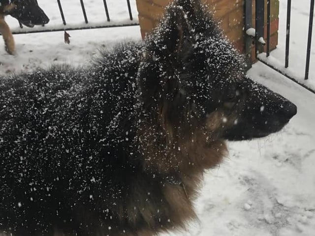 A snowy pooch.