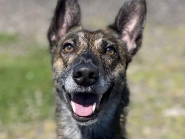 Sydney is a beautiful 20-month-old Lurcher girl, a total bundle of love and fun. She is fine with some dogs although acts reactive while on lead. Sydney needs an active patient home committed to doing some training.