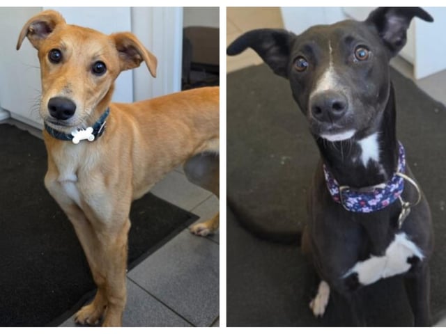 Take a look at eight abandoned but adorable dogs looking for forever homes this week.