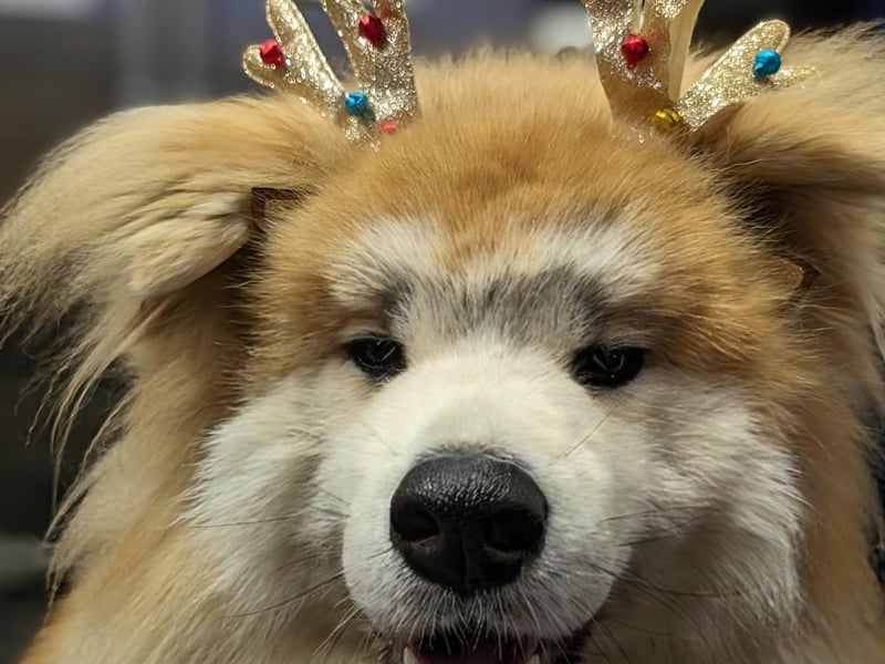 Rescue dog Sumo ready to help Santa pull his sleigh.