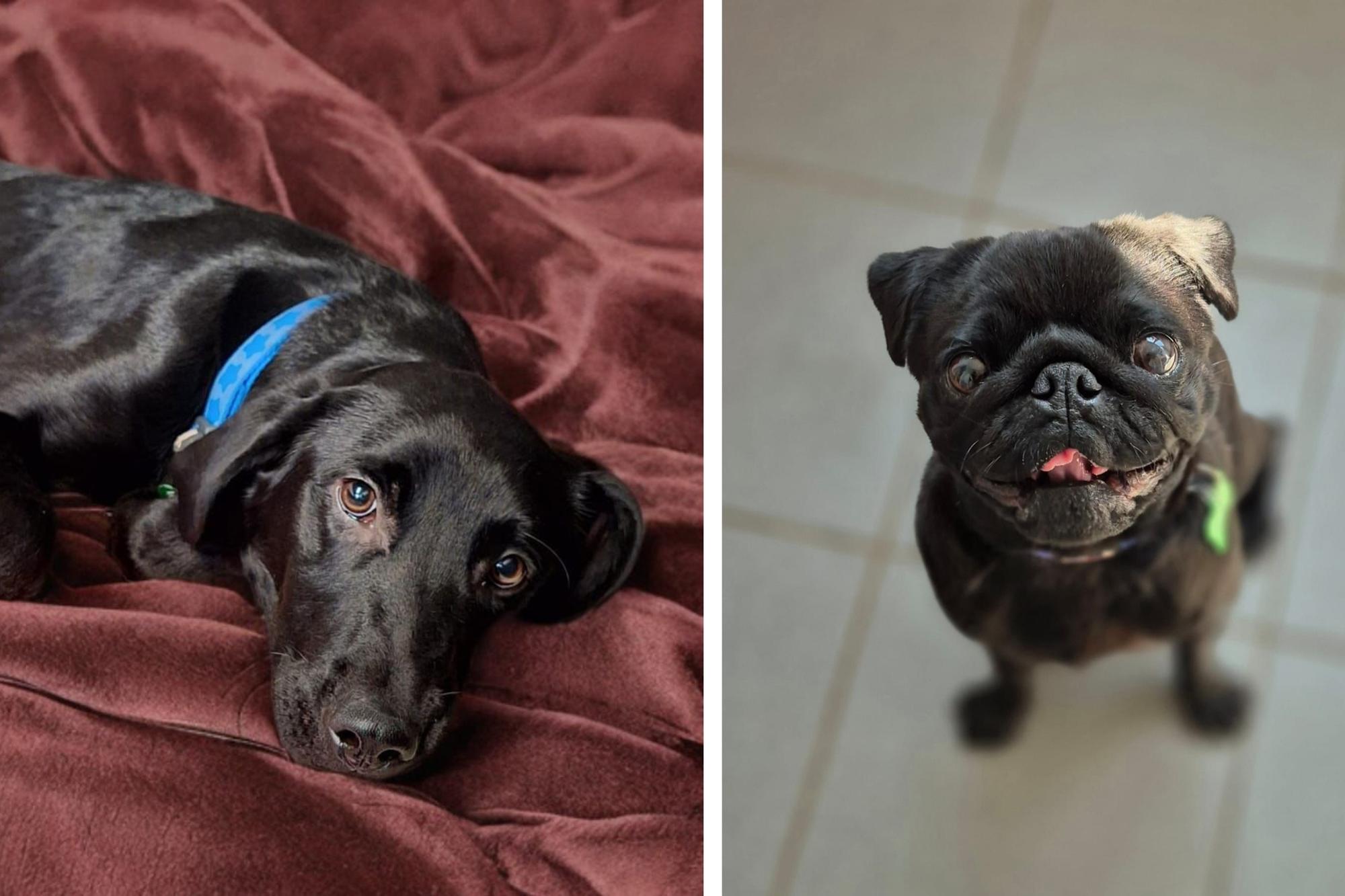 12 dogs looking for forever homes this week