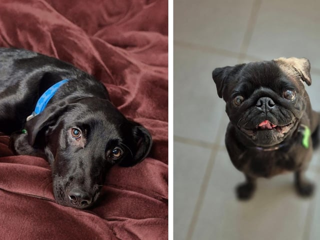 12 dogs looking for forever homes this week