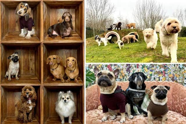 Teddy’s hosts a number of themed events throughout the year to allow owners to get involved – as usually they drop their pets off and the staff get to do “the best job in the world”.