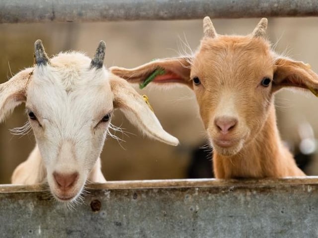 Up to February 25, the farm near Bicester, is hosting half term animal encounters.
This will include meeting larger residents and newest arrivals, as well as feeding lambs. Visitors will also get the chance to meet Shepherd Rob who will introduce you to his flock and share insights about the lambing season.
Book tickets on hogshawfarm.co.uk.