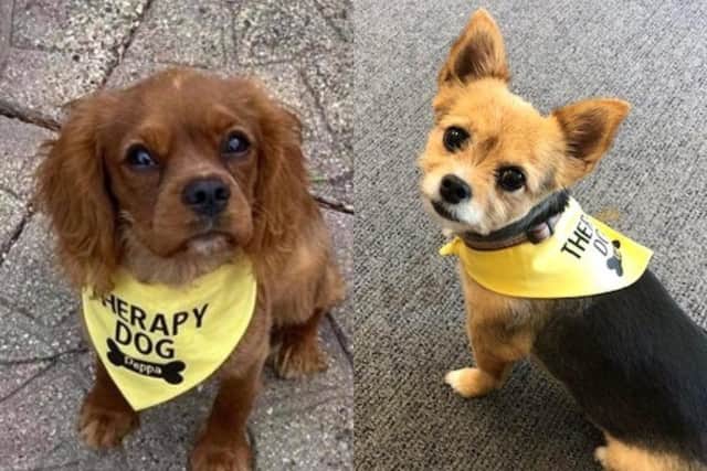 Lucy and Pepper, two of Moulton College's therapy dogs