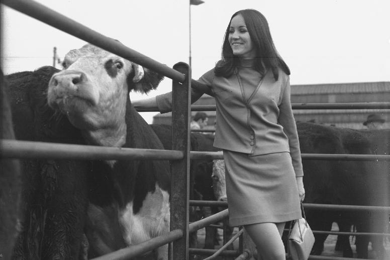 Miss Ireland, June MacMahon, at a cattle market, October 4, 1968