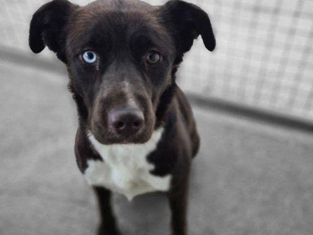 Lacey is a young Husky/Labrador mix who’s had a difficult start in life, but she’s sweet, loving, and gets along well with other dogs.