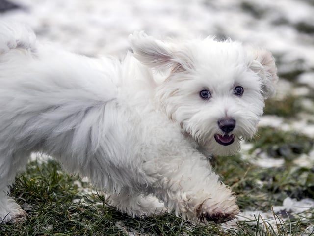Teddy’s Dog Care, situated in Wootton, hosted a luxury Santa Paws Grotto experience for dogs on Saturday December 17, 2022.