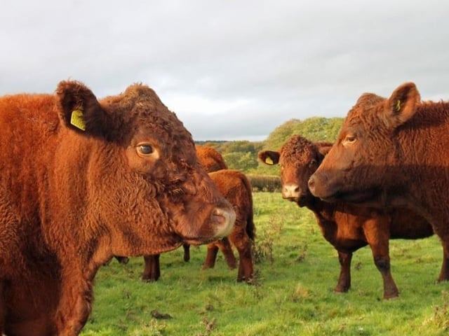 Beef cattle