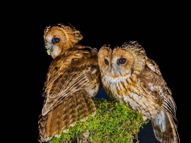 Owls at Courteenhall Estate