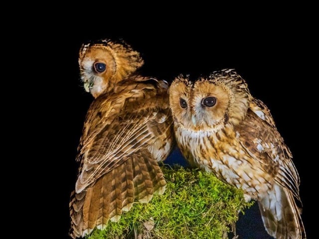 Owls at Courteenhall Estate