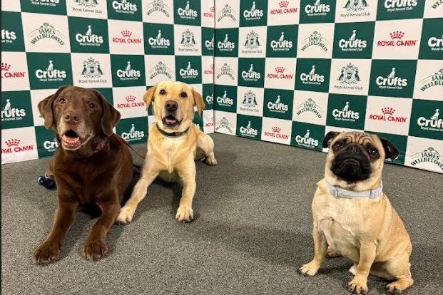 Junior with social media sensation Good Boy Ollie and his brother Tato.